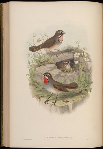Calliope camtschatkensis = Luscinia calliope camtschatkensis door John Gould